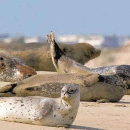 Hamac Face شقة Berck