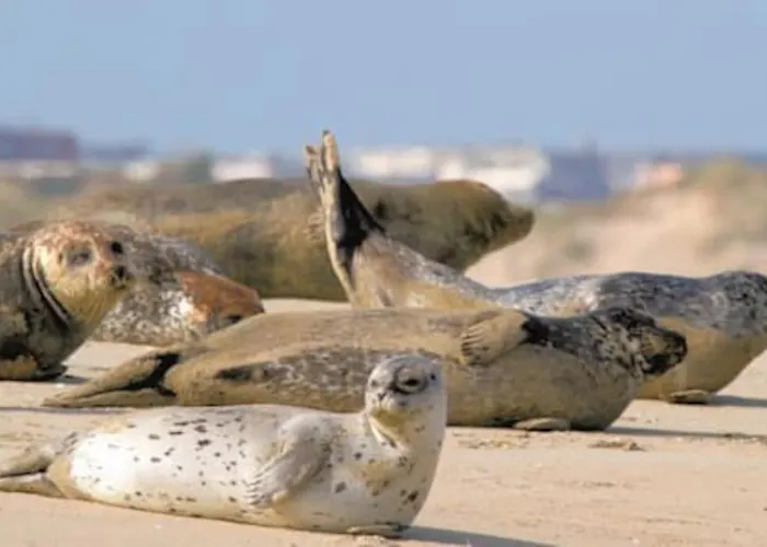 Hamac Face 아파트 Berck